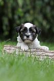 TERRIER DU TIBET 060